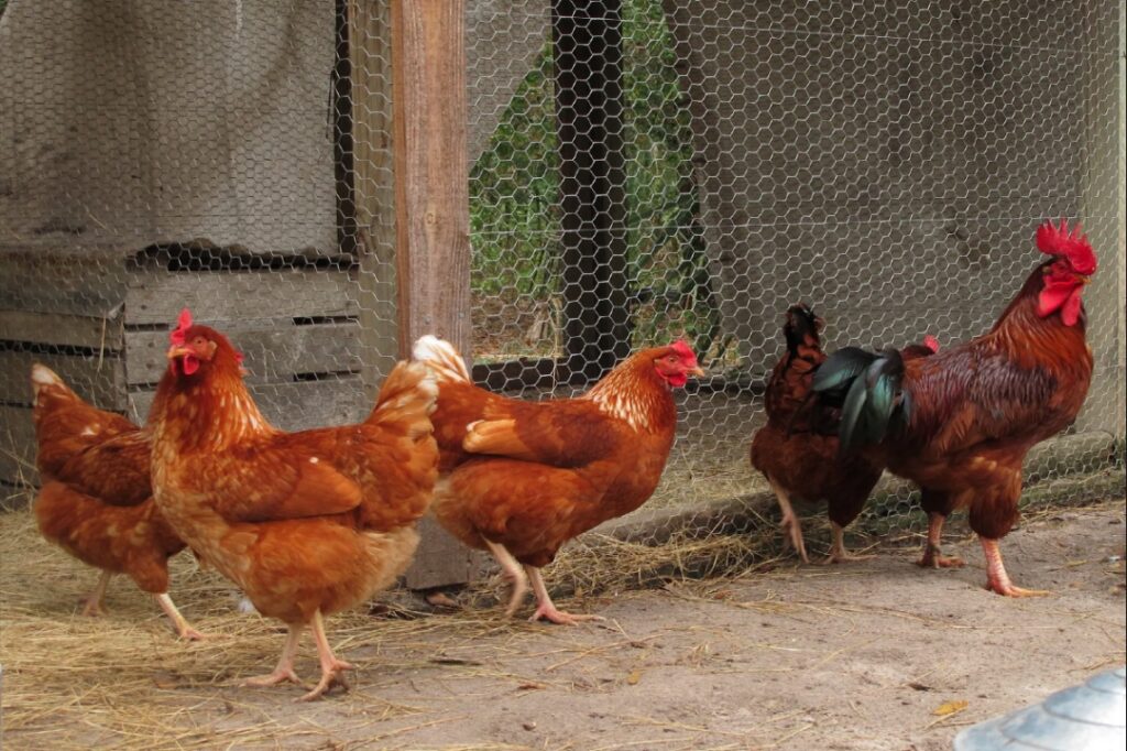 15 chickens stolen in Farrukhabad