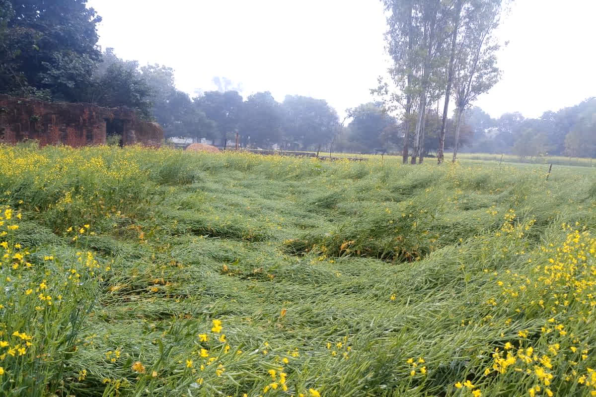 MP Weather Update: मध्यप्रदेश के किसानों पर कुदरत का कहर, तेज बारिश से सरसों की फसल को हुआ भारी नुकसान, ओलावृष्टि का अलर्ट जारी
