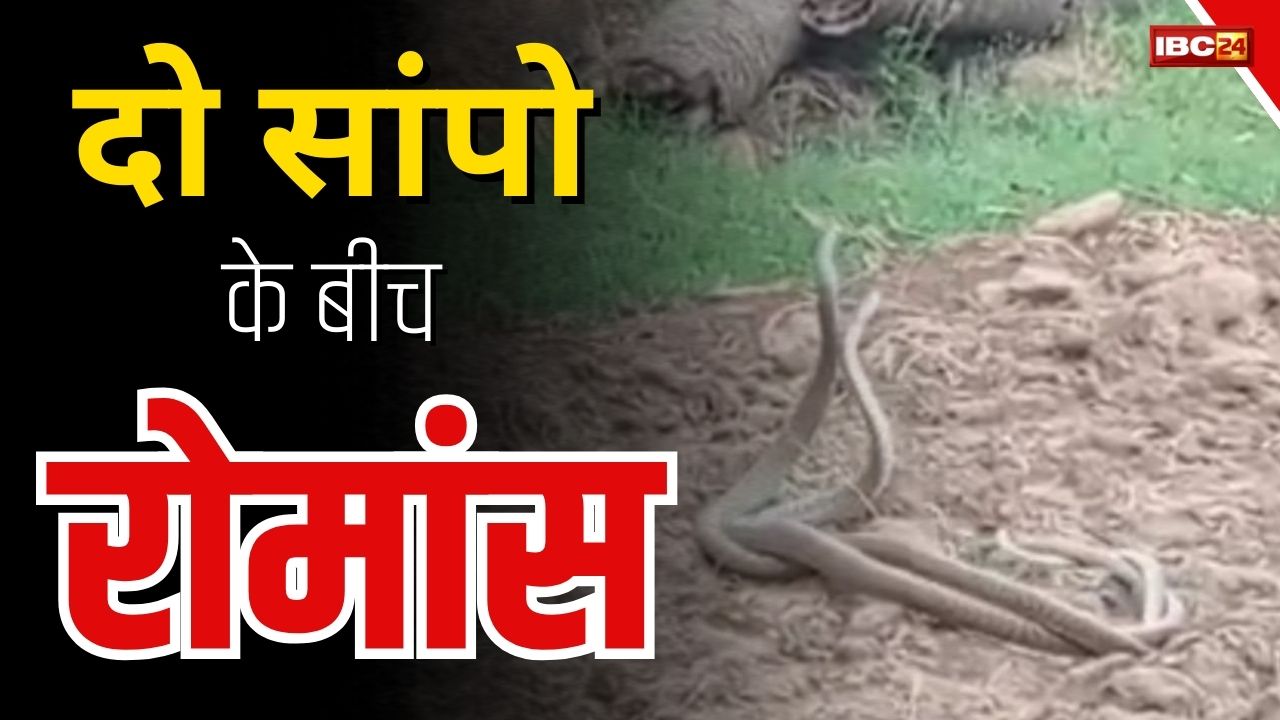 Nag-Nagin Video: खेत में लिपटकर रोमांस करते दिखें नाग और नागिन, खूबसूरत दृश्य का वीडियो कैमरे में हुआ कैद