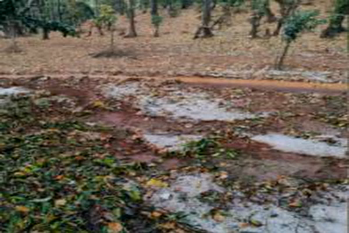 Pathalgaon News: किसानों पर मौसम की दोहरी मार, बेमौसम बारिश और ओलावृष्टि से दलहन सब्जी की फसल खराब