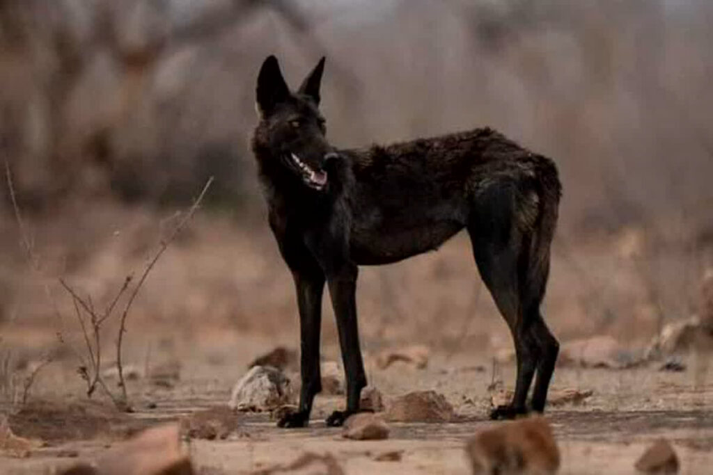 Black Wolf in Panna Tiger Reserve