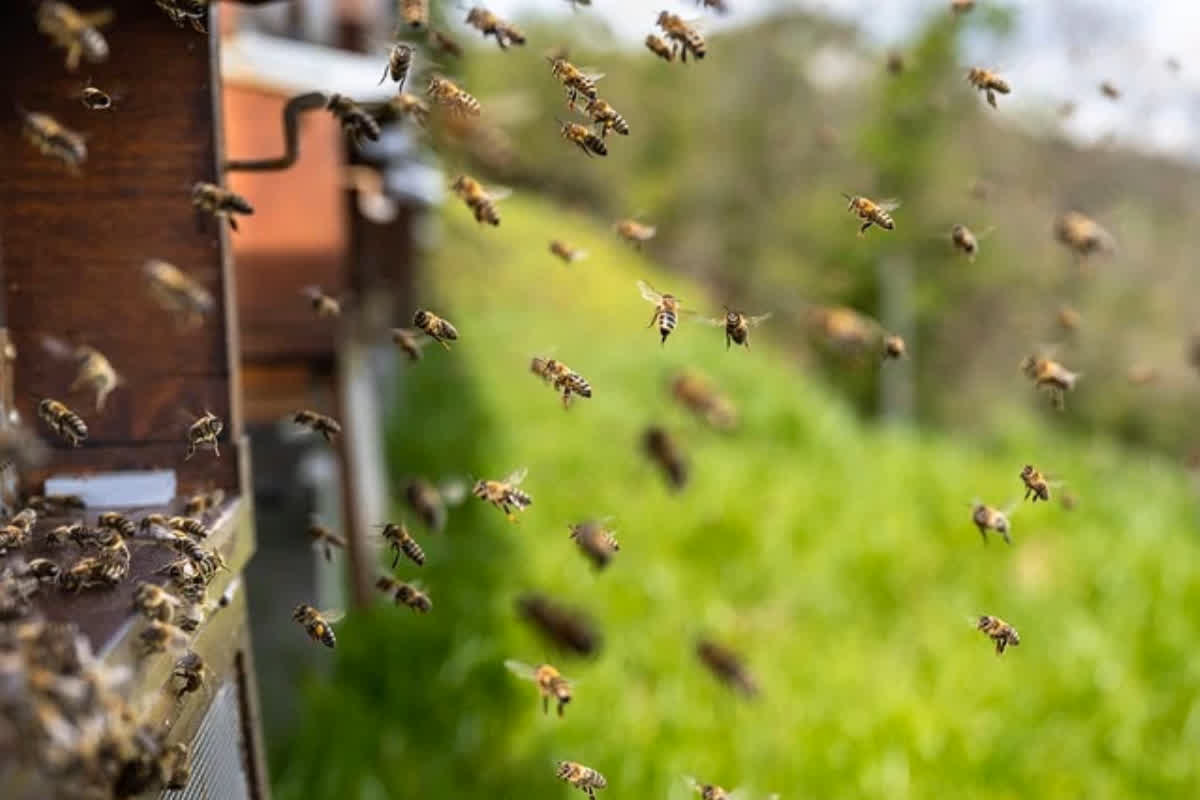 Bees Attack Employees: चुनाव प्रशिक्षण के दौरान मधुमक्खियों ने 400 कर्मचारियों पर किया हमला, 20 कर्मचारी घायल, मची अफरातफरी