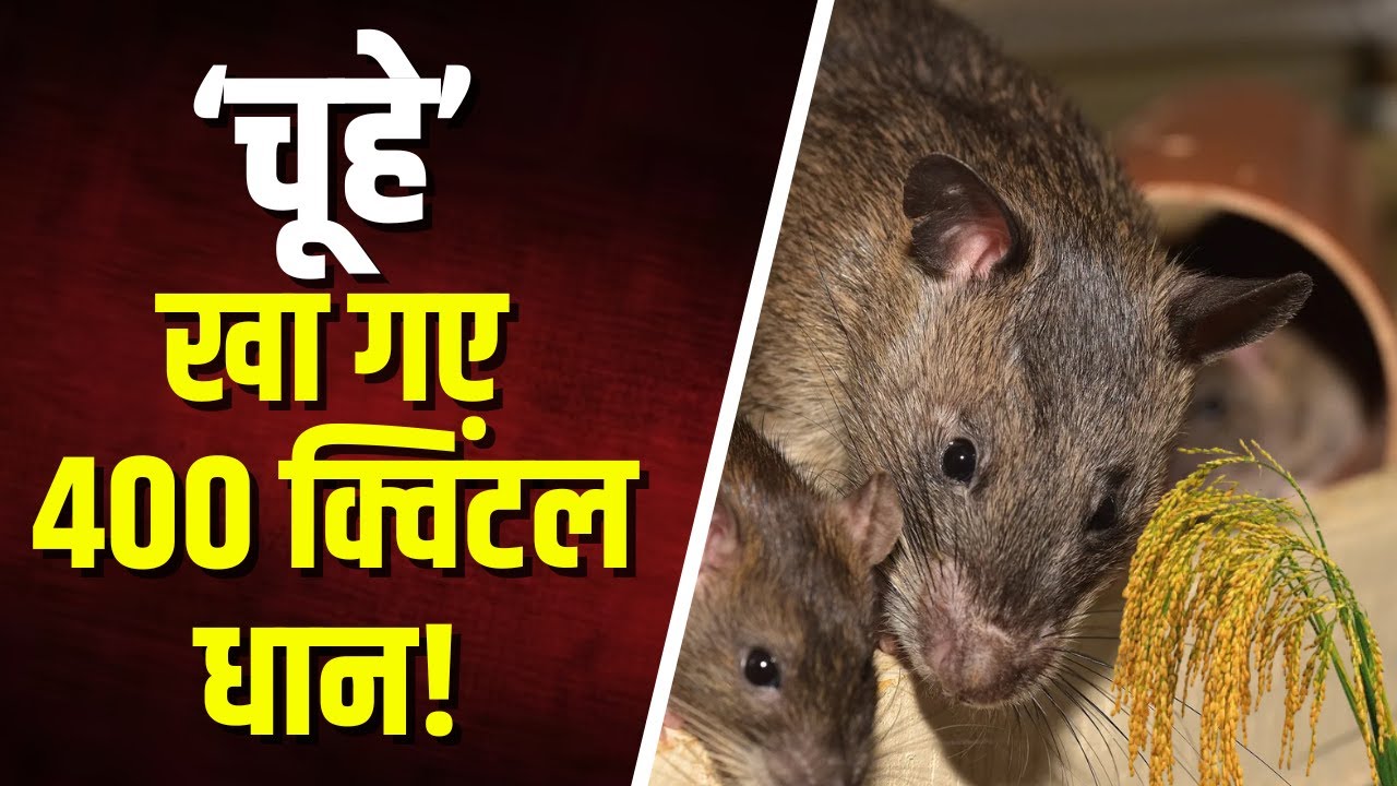 Sakti News: धान खरीदी केंद्र से 400 क्विंटल धान गायब। केंद्र प्रभारी चूहे खाने का दे रहे हवाला
