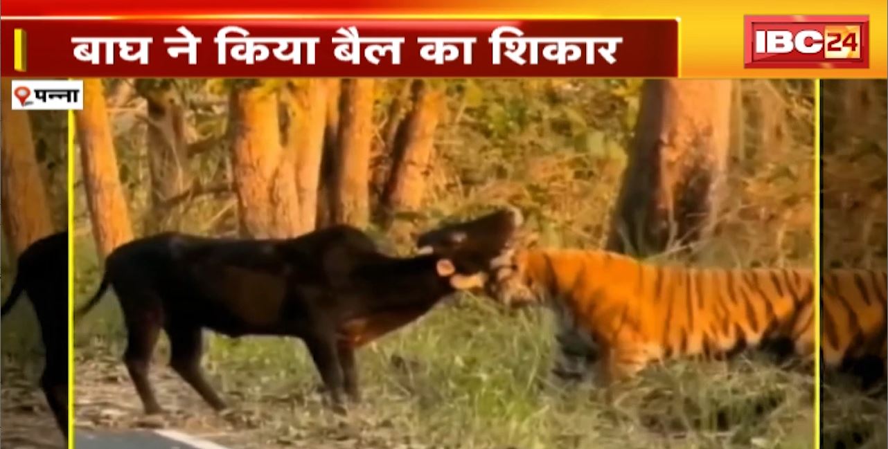 बाघ ने किया बैल का शिकार | Panna Tiger Reserve के कोर जोन का Video आया सामने | देखिए
