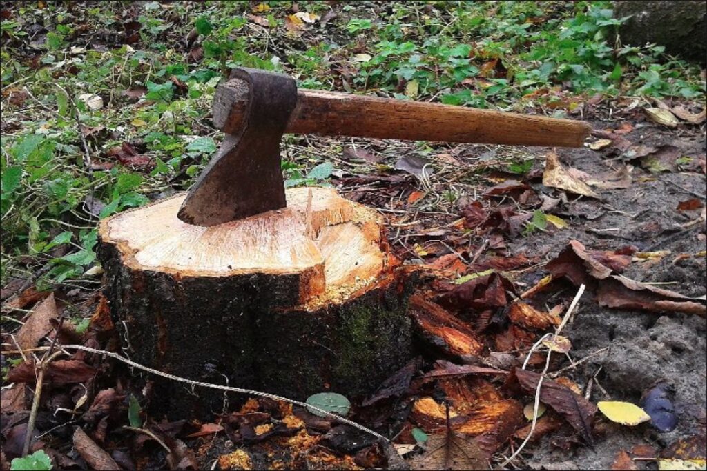 Tree cutting in Jabalpur