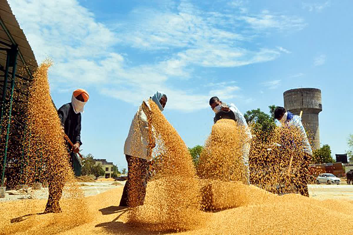 Central Government On Price Of Wheat : गेहूं के बाजार मूल्य पर सक्रिय रूप से नजर रख रही है केंद्र सरकार, जमाखोरी करने वालों पर होगी कार्रवाई