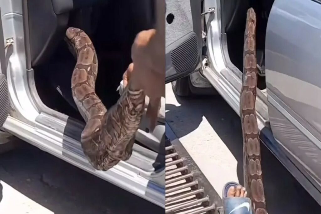 Ajgar in Car Viral Video