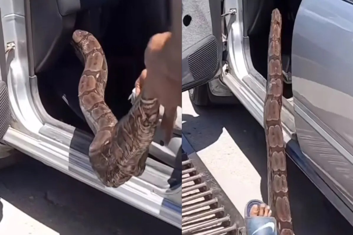 Ajgar in Car Viral Video : कार में छुपा बैठा था विशाल अजगर! देखते ही लोगों की निकल गई चीखें, देखें वीडियो