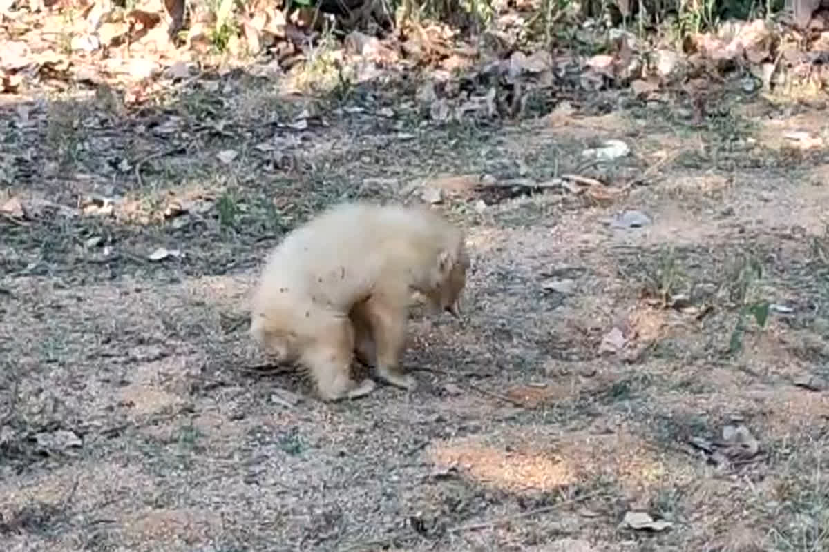 White bear cub found in the forest
