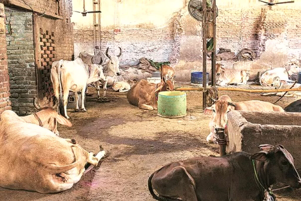 Cow Dung Construction