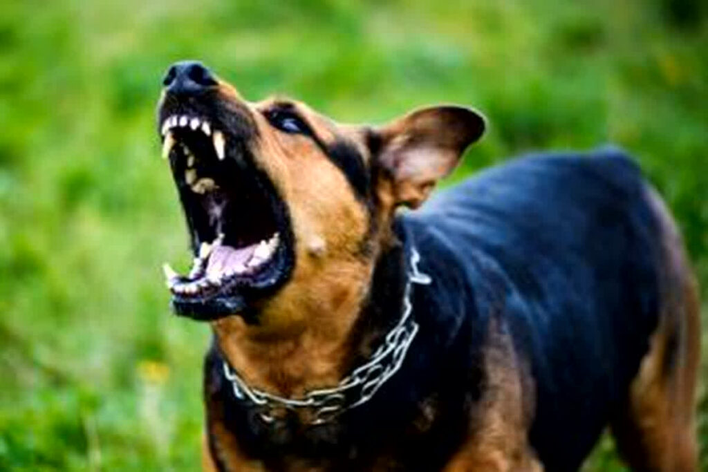 Dog Bite In Gwalior