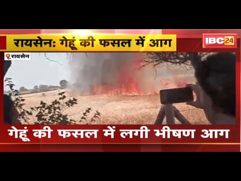 Raisen Crop Fire News : गेंहू की फसल में लगी भीषण आग | लगभग 9 एकड़ की फसल जलकर राख