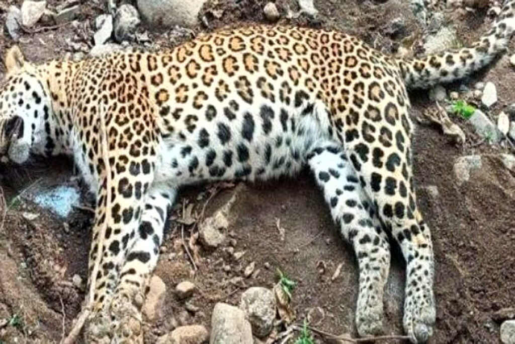 Leopard dies after getting trapped in trap