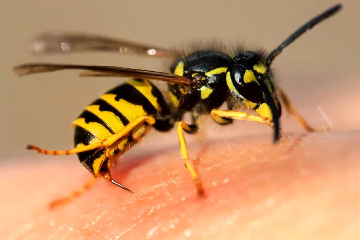 Surprising Facts About Bees: क्या डंक मारने के बाद खुद भी मर जाती हैं मधुमक्खियां? जानें Bee से जुड़े कुछ आश्चर्यजनक तथ्य…