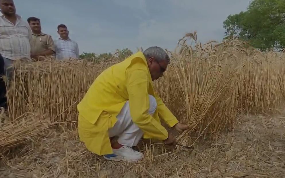 OP Rajbhar video viral: निकले थे चुनाव प्रचार करने..खेत में गेंहू काटने लगे ओपी राजभर, वीडियो हो गया वायरल