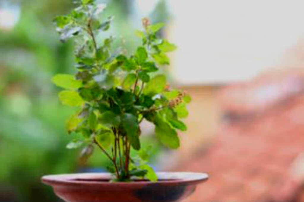 Tulsi Mata Ki Aarti