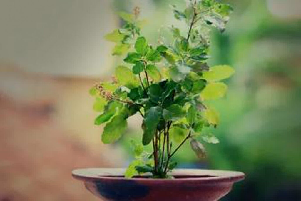 Vastu Tips for Tulsi in Sawan