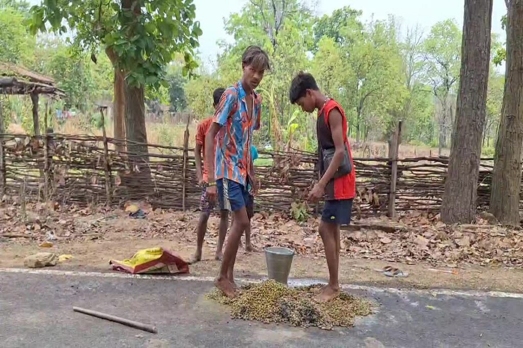 Farmers harvesting valuable Chironji seeds