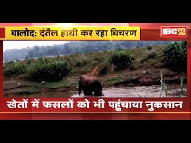 Elephant in Balod: वनांचल क्षेत्र में एक दंतैल हाथी कर रहा विचरण। फसलों को भी पहुंचाया नुकसान