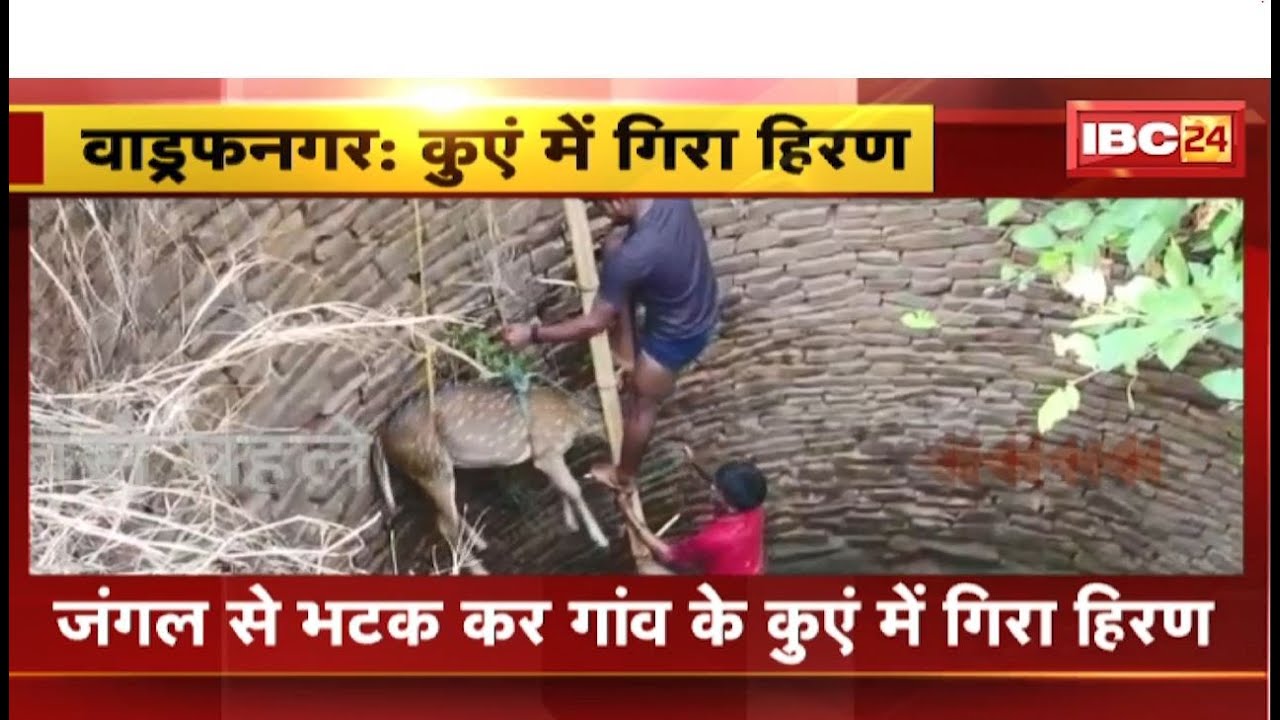 Wadrafnagar Deer Rescue News: गांव के कुएं में गिरा हिरण। स्थानीय लोगों ने वन विभाग को दी सूचना