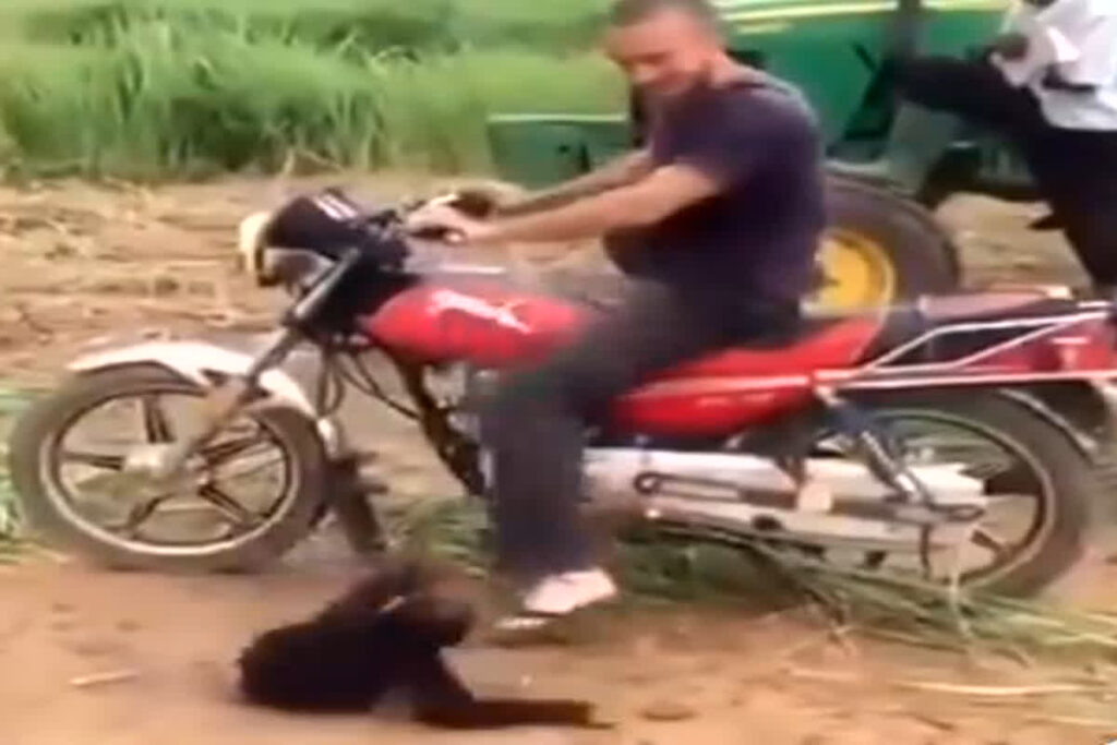 Baby Chimpanzee Viral Video