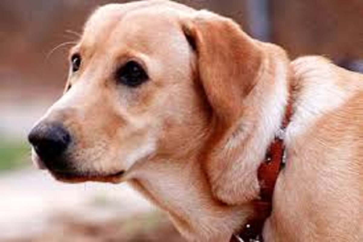 Bareilly News: चोरी हुआ जज साहब का पालतू कुत्ता, जांच में जुटी पुलिस, 14 लोगों पर FIR दर्ज