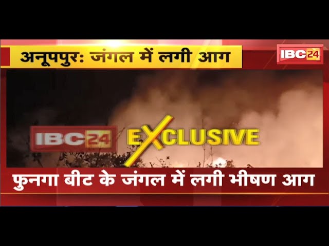 Anuppur Fire News: फुनगा बीट के जंगल में लगी भीषण आग। पहाड़ की गर्मी की वजह से अचानक लगी आग