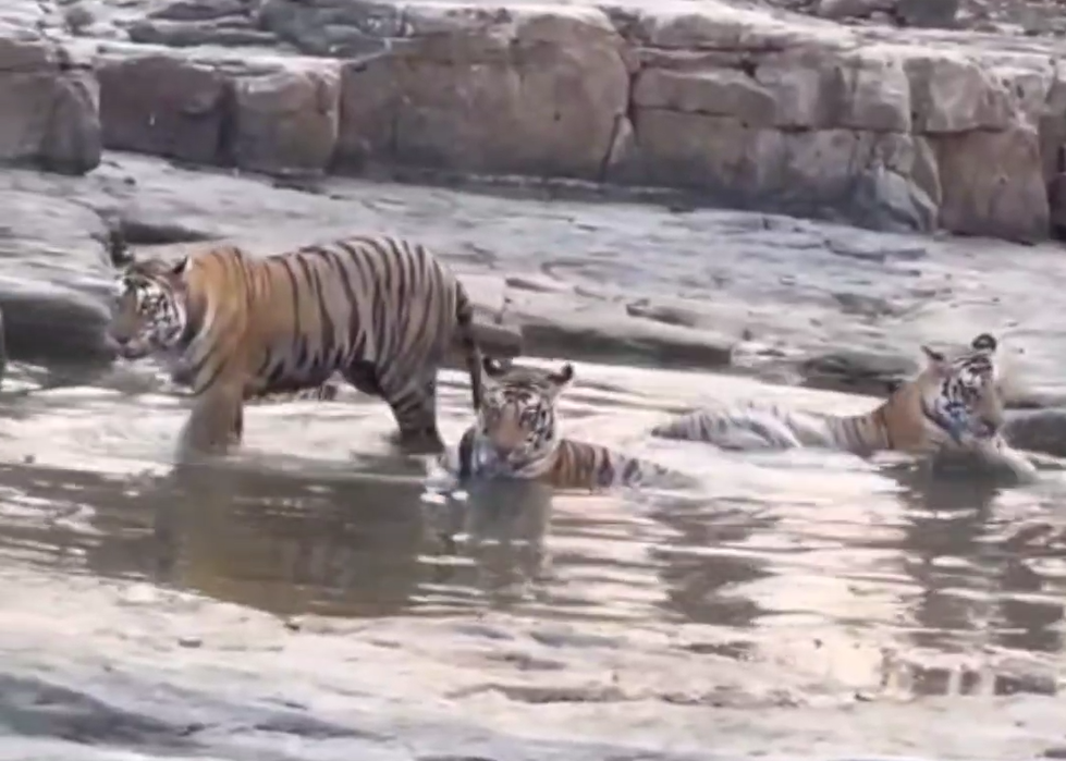 Panna Tiger Reserve : इस भीषण गर्मी में पानी में मस्ती करते नजर आए शावक, बाघिन कर रही लाड़-प्यार, देखें वीडियो