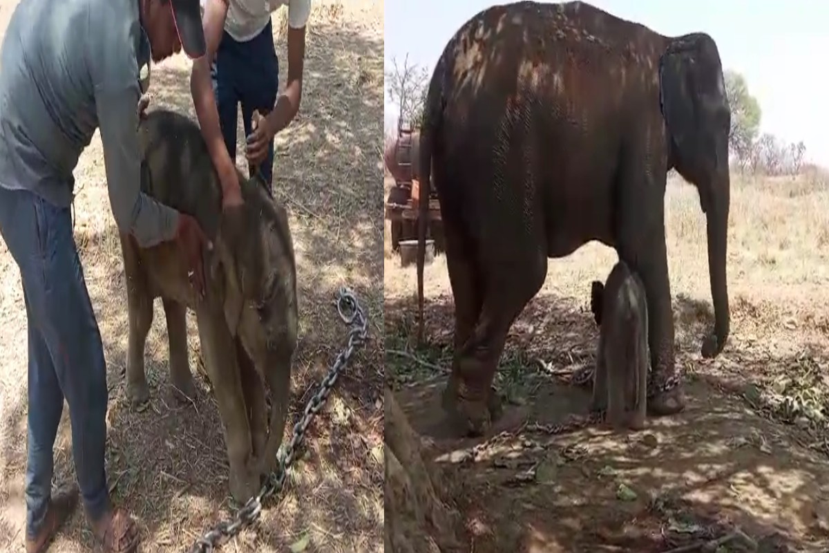 Elephant Gives Birth To Babies: टाइगर रिजर्व में गूंजी किलकारियां.! हथिनी कृष्णकली और मोहनकली ने दिया बच्चों को जन्म, हाथियों की संख्या में हुआ इजाफा