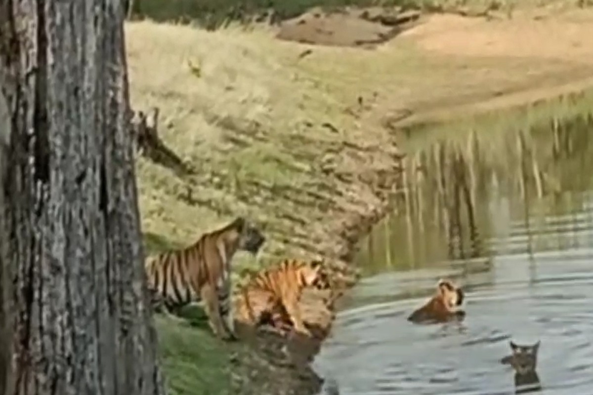 Satpura Tiger Reserve : रानी ऐसे सिखा रही अपने बच्चों को तैरना, शावक कर रहे पानी में मस्ती, जमकर वायरल हो रहा ये वीडियो