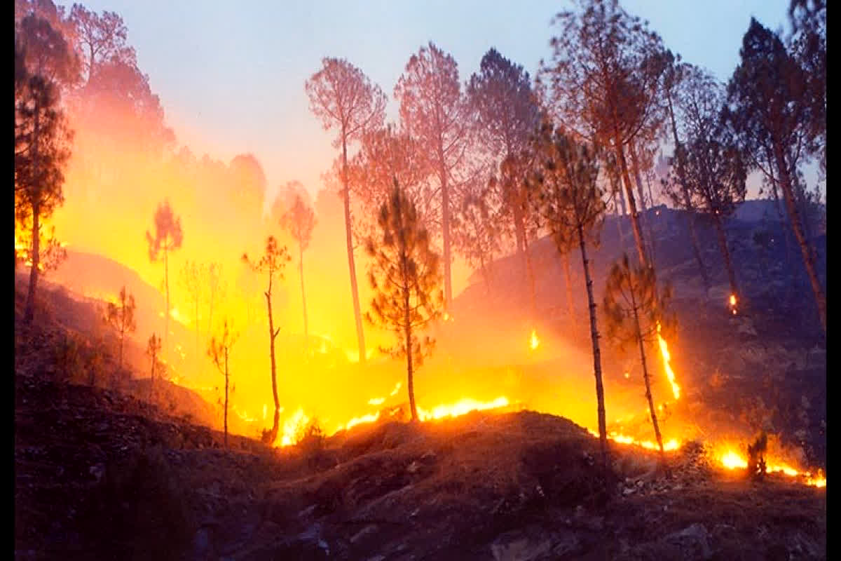 Uttarakhand Forest Fire: उत्तराखंड के जंगलों में आग लगाने वाले 10 आरोपी गिरफ्तार, अब तक नहीं पाया गया है आग पर काबू