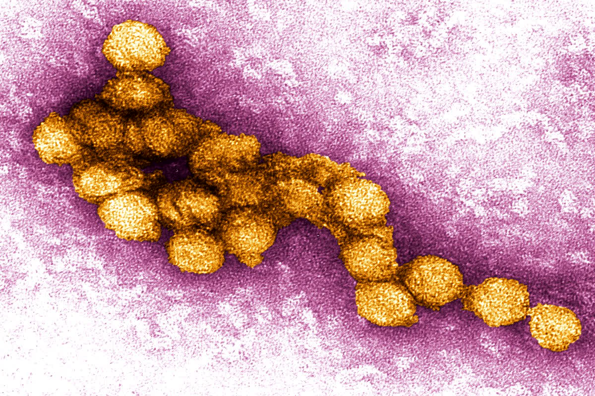 West Nile Virus: ना टीका है…ना इलाज के लिए कोई दवा, भारत के इस राज्य में गंभीर बीमारी ने दी दस्तक, सभी जिलों में अलर्ट जारी