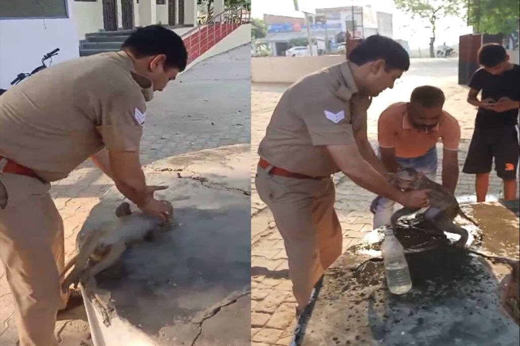 Policeman saves life of baby monkey