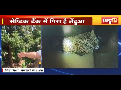Dhamtari News : खाने की तलाश में आया था तेंदुआ | बिल्ली के साथ सेप्टिक टैंक में गिरा तेंदुआ