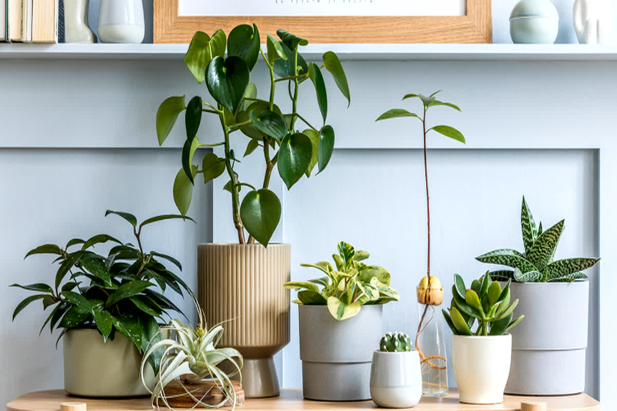 Indoor Plant Care Tips For Summer: तपती गर्मी के बीच इंडोर प्लांट्स को कैसे रखें हरा-भरा? यहां देखें आसान तरीका