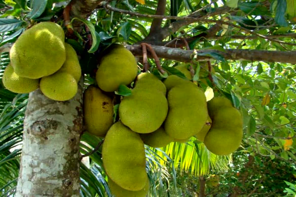 Jackfruit Vastu Tips: घर की किस दिशा में लगा है कटहल का पेड़? जानिए क्या कहता है वास्तु शास्त्र…