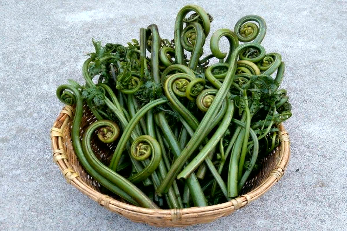 Benefits of Linguda Vegetable: इसके सामने नॉनवेज भी है फेल! ये पहाड़ी सब्जी किसी सेहत के खजाने से कम नहीं, जानें फायदे…