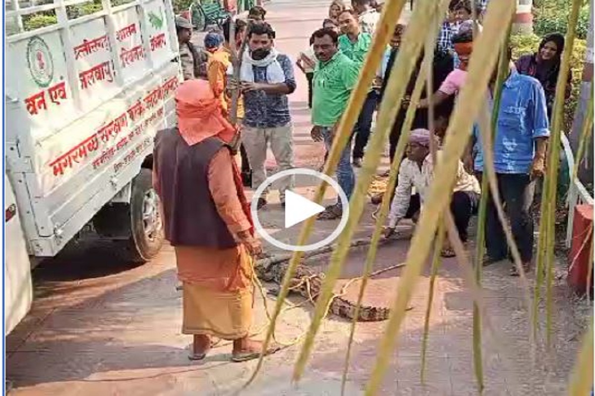 Crocodile rescue video : सड़क में खुले आम घूम रहा था लंबा चौड़ा मगरमच्छ, ग्रामीणों के रेस्क्यू का वीडियो वायरल