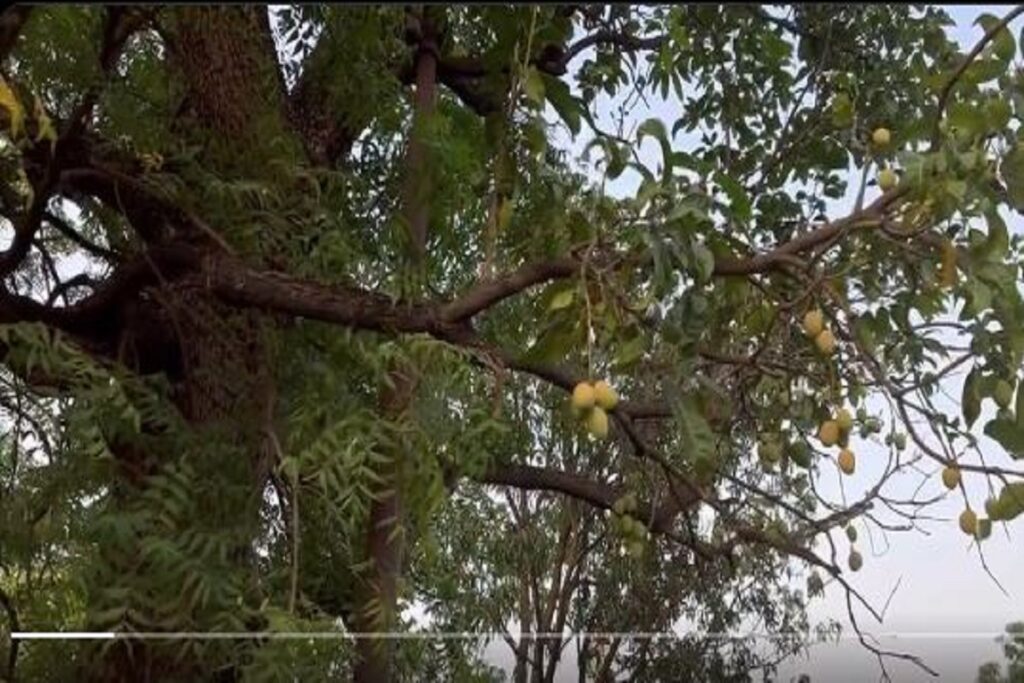 Mango fruits growing in Neem tree Video