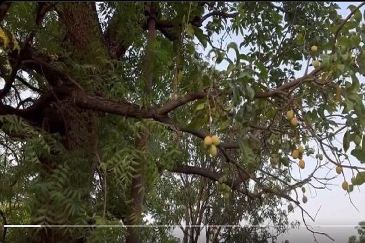 Watch Video: नीम के पेड़ में लगे आम के फल! कैबिनेट मंत्री प्रहलाद पटेल ने शेयर किया अपने आवास का अनोखा वीडियो