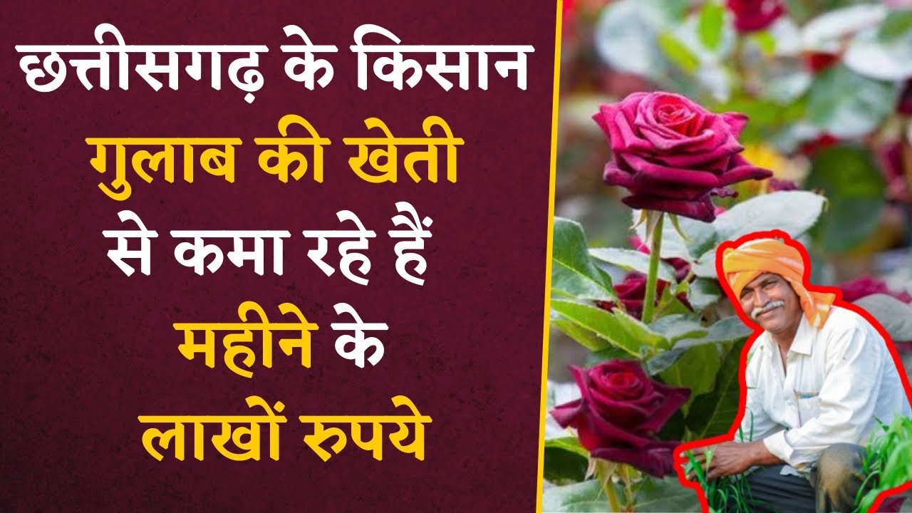Chhattisgarh के किसान अब गुलाब के खेती से कमा रहे हैं महीने के लाखों रुपये | CG Rose Farmin