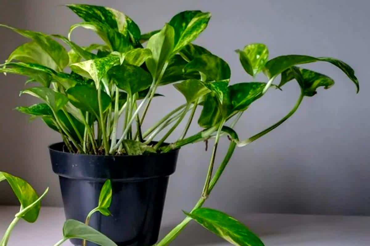 Vastu Plant: घर में इन 7 पौधों को लगाने से दूर होगी आर्थिक तंगी, रोगों से भी मिलेगी मुक्ति!