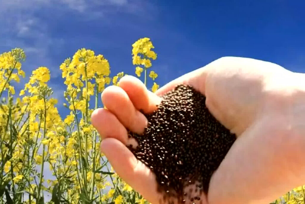 Mustard Mandi Prices