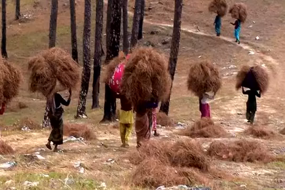 Pirul Lao-Paise Pao Campaign: जंगल की सूखी पत्तियां बेचने के लिए हो जाओ तैयार, 50 रुपए किलो में खरीदेगी सरकार…