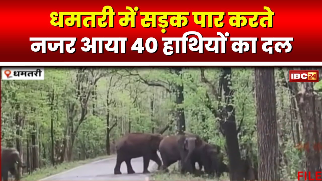 Dhamtari Elephant News: सड़क पर दिखा हाथियों का झुंड। नवागांव समेत 8 गांव में जारी किया गया अलर्ट