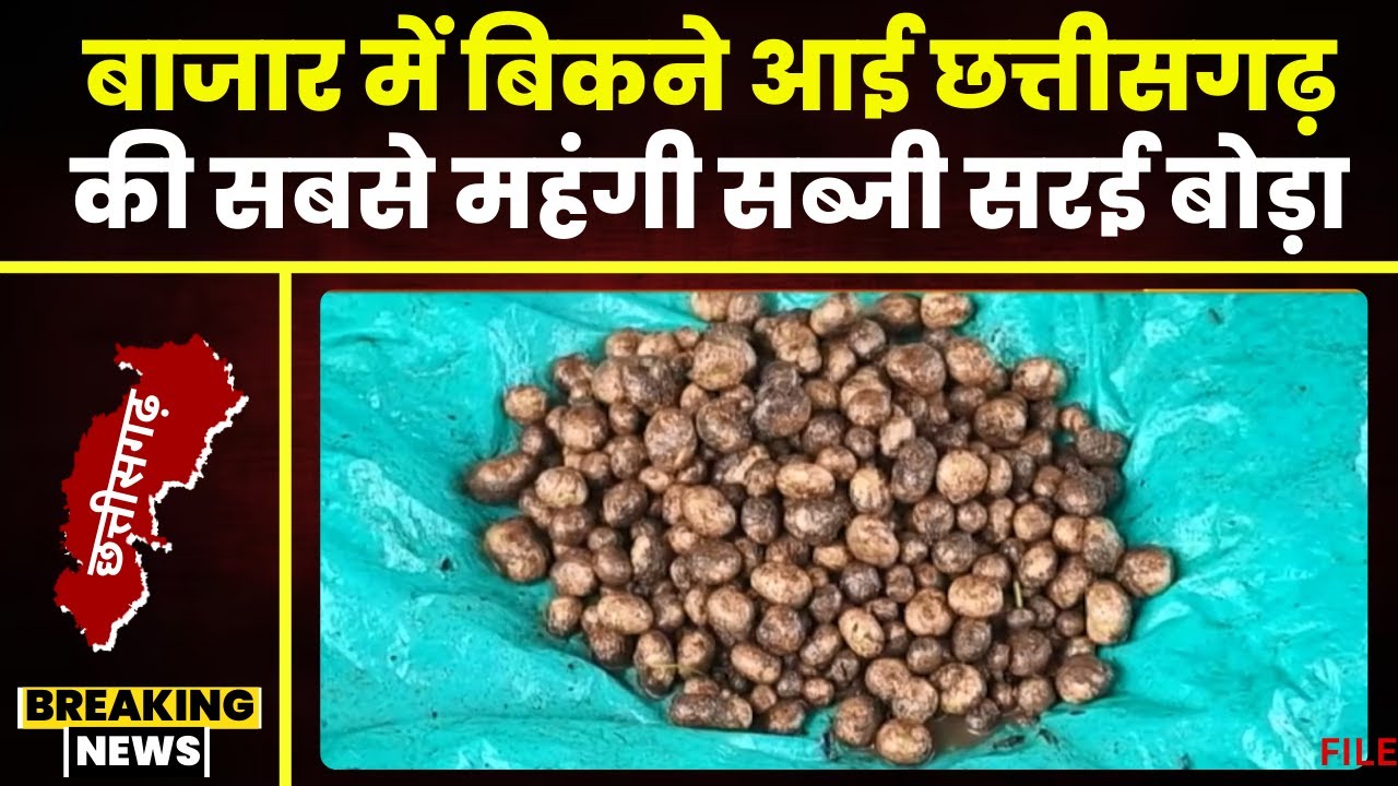 Gariyaband News: बाजार में आई Chhattisgarh की सबसे महंगी सब्जी। 1600 रुपए किलो में मिल रही सरई बोड़ा