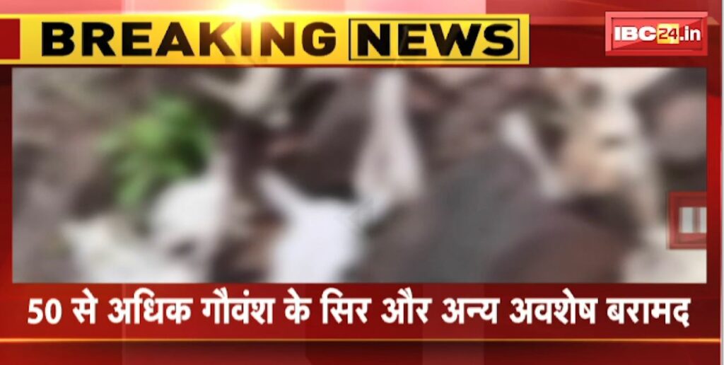 A large number of chopped remains of cows were found in Jabalpur