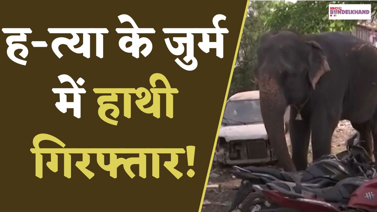 Crime News: ह-त्या के जुर्म में हाथी गिरफ्तार, बेड़ियों से थाने परिसर में पेड़ से बांधा