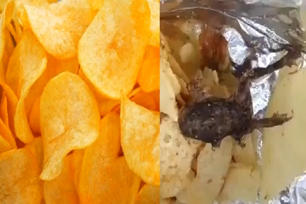 Dead frog found in potato chips packet