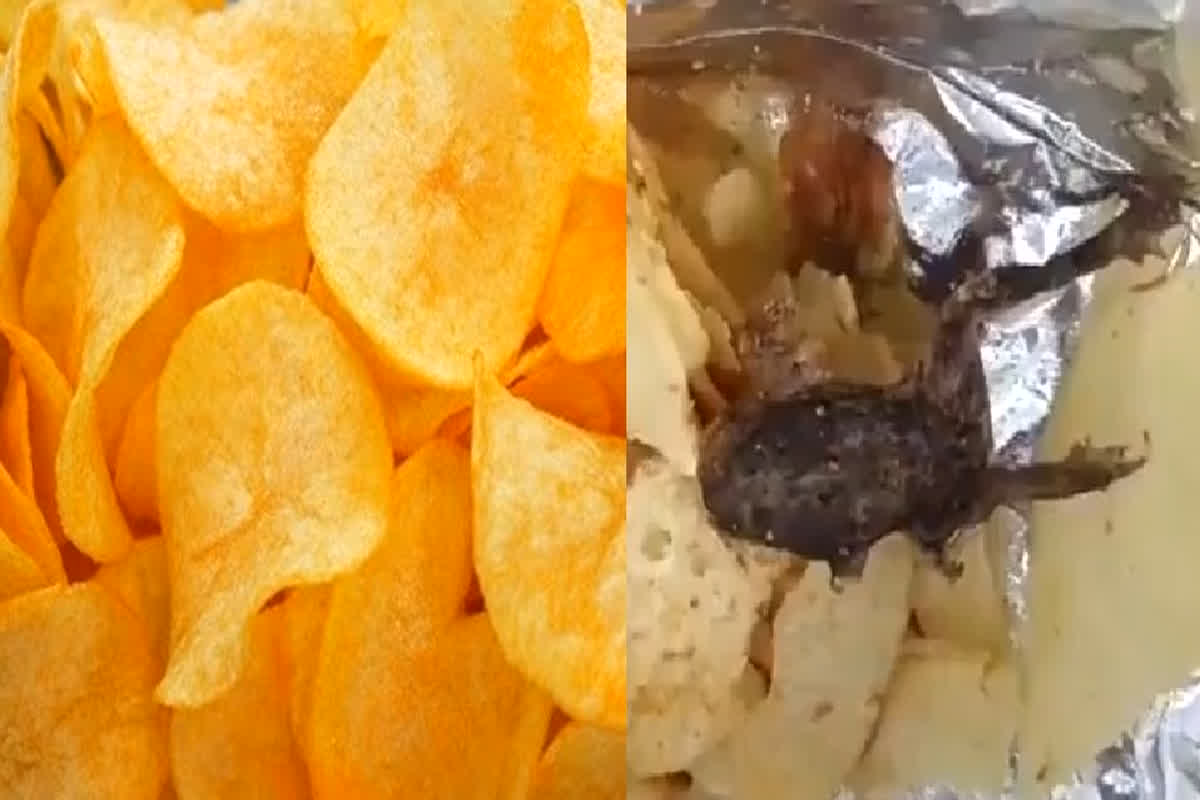 Dead Frog Found in Potato Chips Packet: सावधान! आइसक्रीम में अंगुली के बाद… अब आलू चिप्‍स के पैकेट में मिला मरा हुआ मेंढक